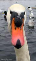Svane. Foto: Erling Jensen.